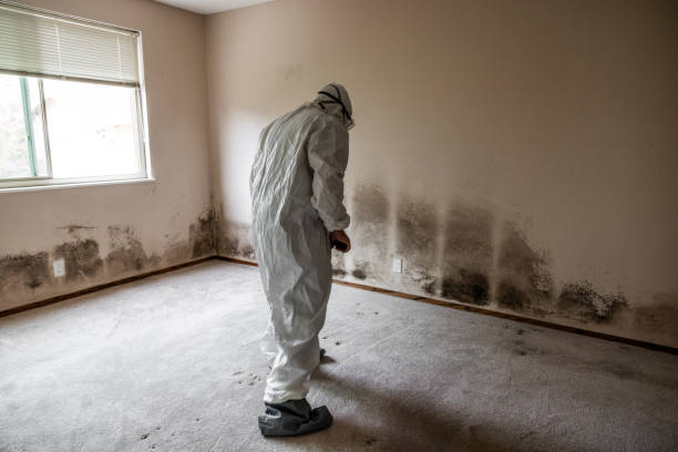 Best Post-Construction Mold Inspection  in Greenfield, IA